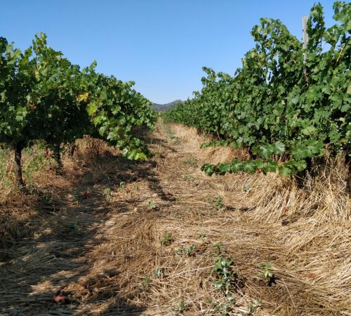 Foto cubierta vegetal viña